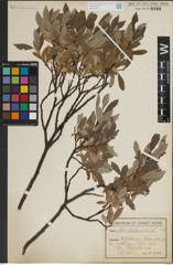 Foto von Salix lapponum L.